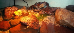 akwarium a w zasadzie akwapaludarium z krabem i podskoczkami mangrowymi_1