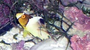 Cetoscarus bicolor, młoda ryba_1
