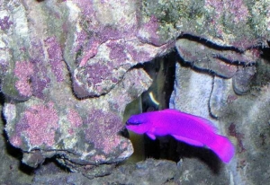Pseudochromis fridmani_2