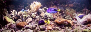 Akwarium morskie 1000 l, stan z kwietnia 2005 r._1